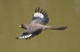 /album/photo-gallery-homepage/plantain-eater-in-flight-jpg/